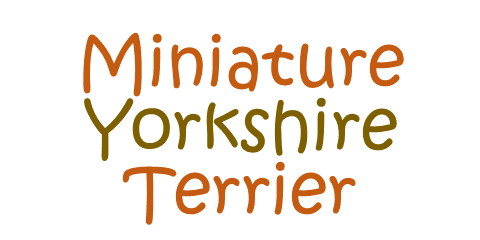 MiniatureYorkshireTerrier.com