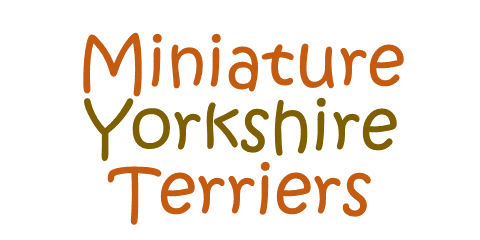 MiniatureYorkshireTerriers.com